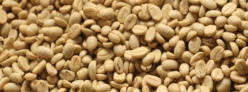 IMG_8583_-semente_de_café_Topázio IMG_8583_-semente_de_café_Topázio