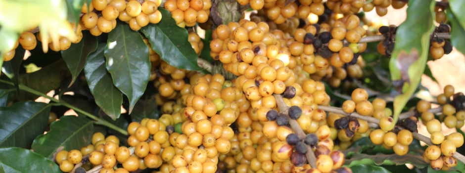 MGS_cafe-122 MGS_cafe-122