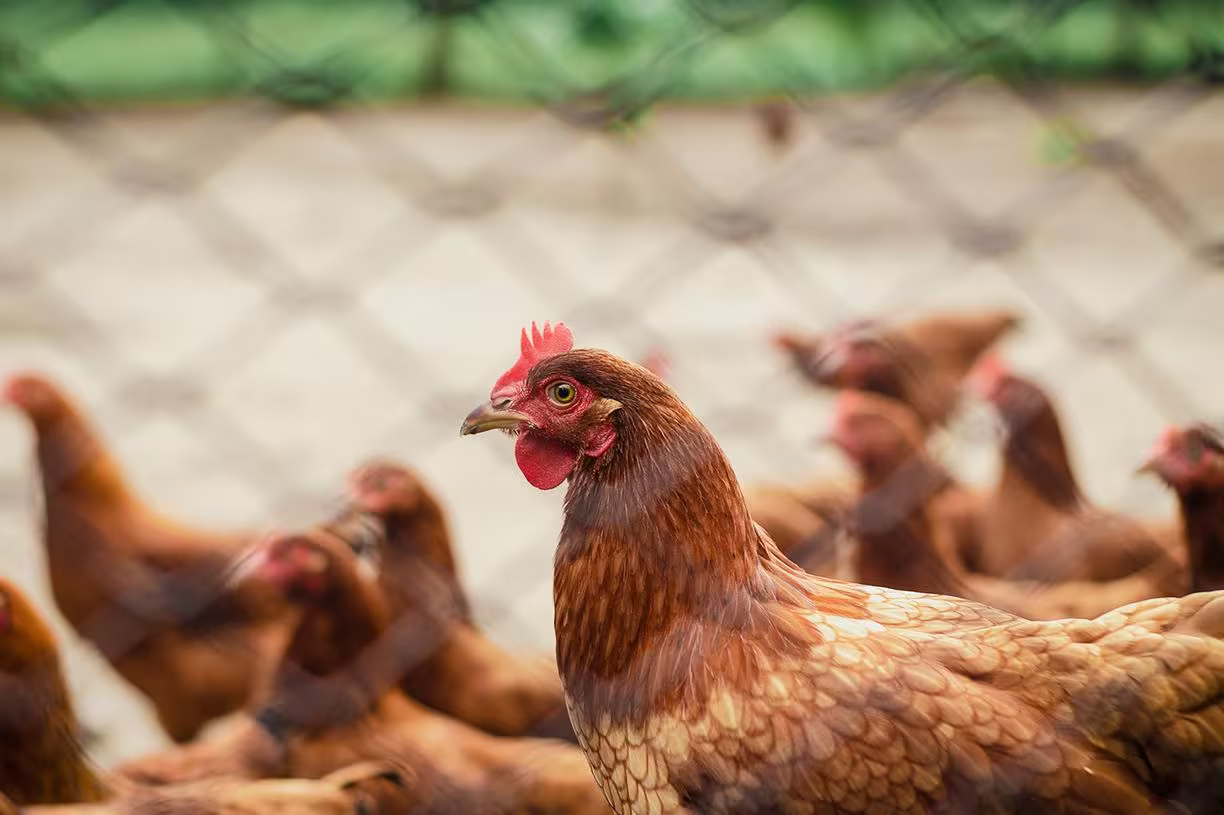 galinha-e2ffd86ec2 galinha-e2ffd86ec2