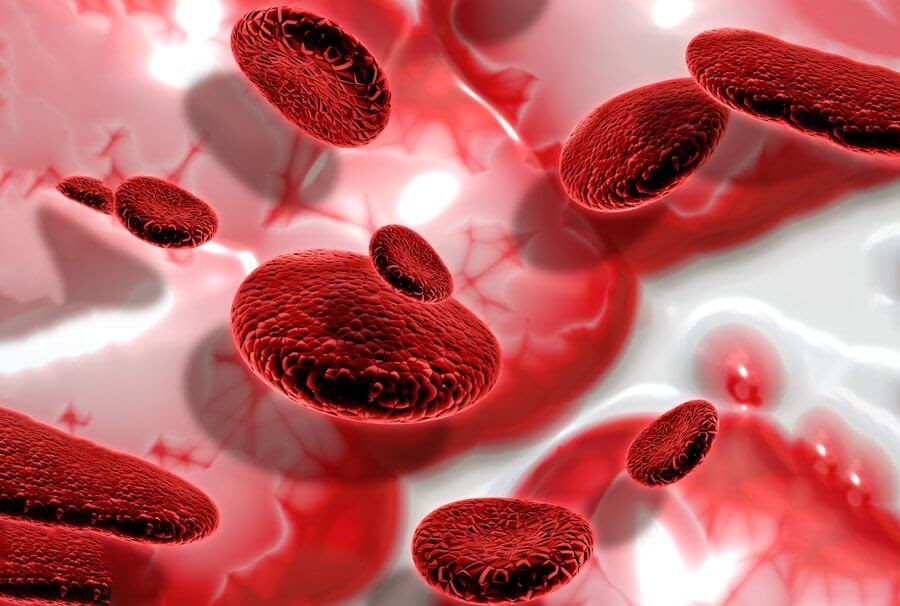 celulas-de-sangue