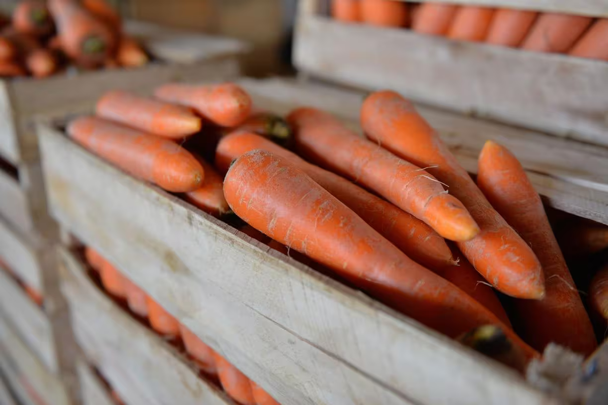 cenoura-legumes-d85a2c8533