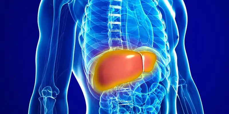 figado-208b196867