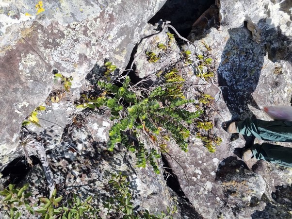 content_imagem1_nova_especie_-_24072023 content_imagem1_nova_especie_-_24072023