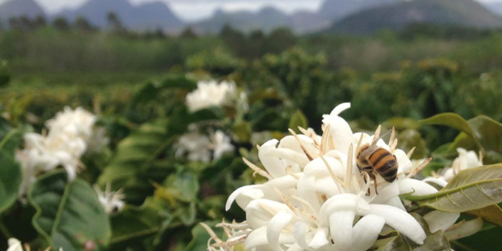 Calor-pode-danificar-o-polen-das-flores-a-ponto-de-impedir-a-fertilizacao-e-o-futuro-desenvolvimento-dos-frutos
