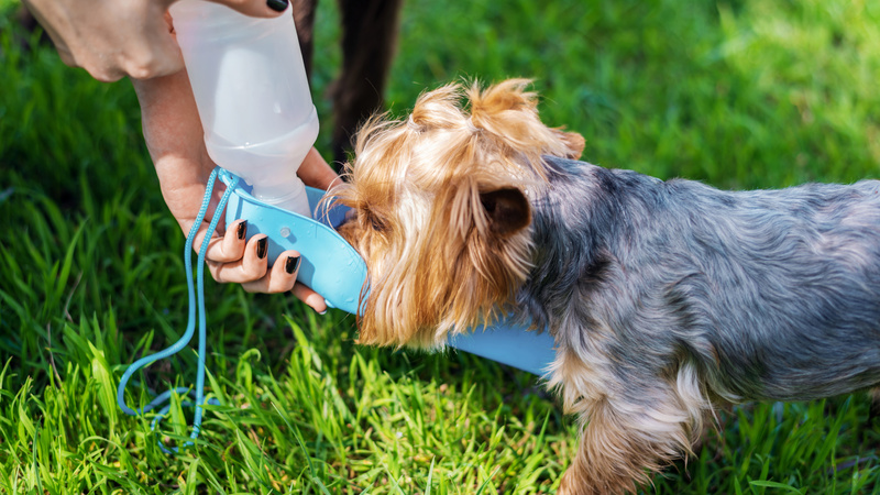 Close view of the owner watering Yorkshire terrier Close view of the owner watering Yorkshire terrier
