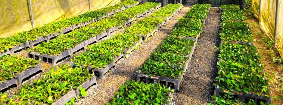 Experimento_e_produção_de_mudas_(Piloto)_EPAMIG Experimento_e_produção_de_mudas_(Piloto)_EPAMIG