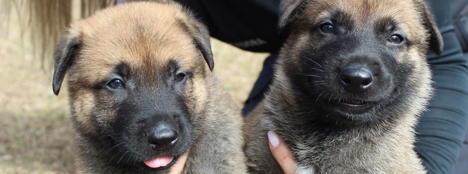 anmais_pcmg_2 anmais_pcmg_2