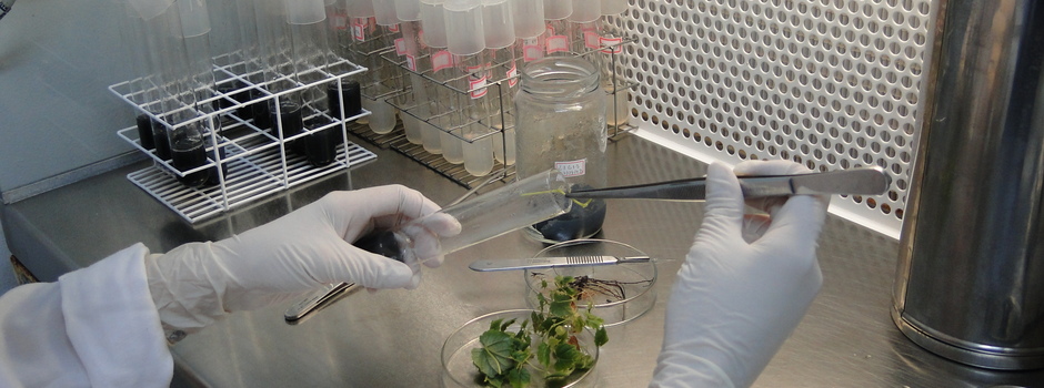 DSC06949_-_Laboratorio_Biotecnologia DSC06949_-_Laboratorio_Biotecnologia