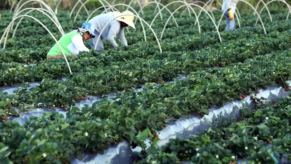 agricultura-22acd41c-e4f0-48ba-a724-dec30ad4f3fc.medium