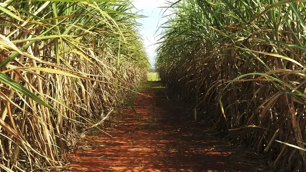 o-crescimento-esperado-e-de-69-em-relacao-a-safra-202223-f800fe83-40e1-4579-a851-812db176da1b.medium o-crescimento-esperado-e-de-69-em-relacao-a-safra-202223-f800fe83-40e1-4579-a851-812db176da1b.medium