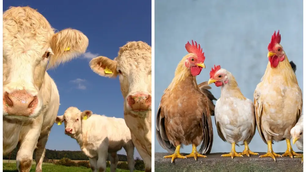 montagem-2f345108-775d-46e4-b32c-6079be7f981c.large