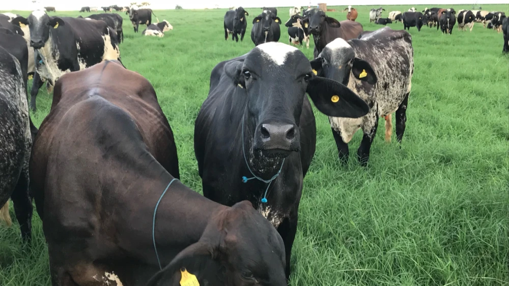 65082352309628706230622-65867