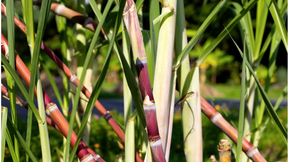 cana-acucar-2659 cana-acucar-2659