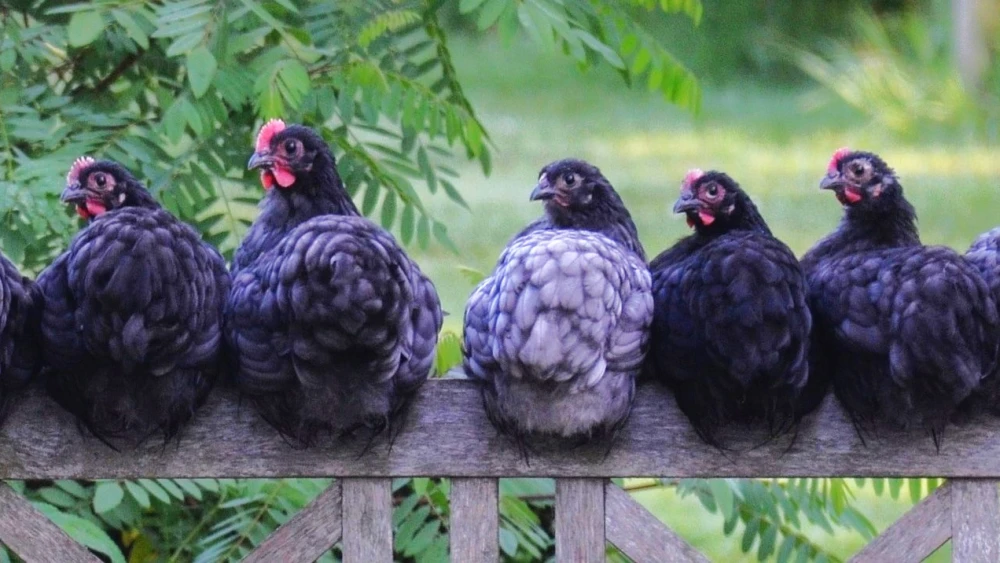 galinha-1235981273015 galinha-1235981273015