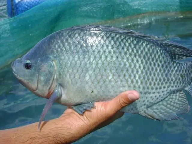 tilapia-zootecnia tilapia-zootecnia