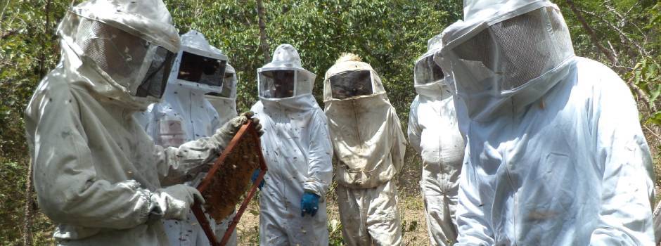 Apicultura19777_(1) Apicultura19777_(1)