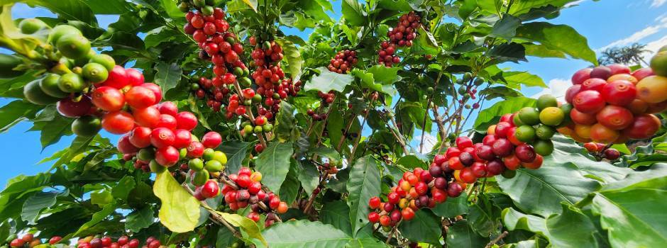 Café__Lavoura_-_Diego_Vargas_(8)_(1)