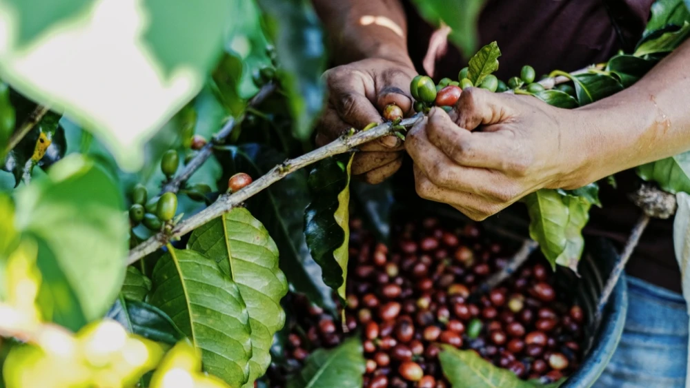 cafe-3468634 cafe-3468634