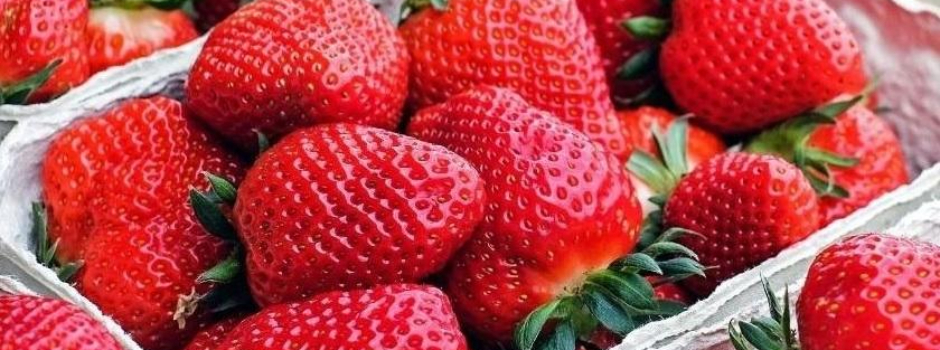 Morango_2_(Emater-MG)_pp Morango_2_(Emater-MG)_pp