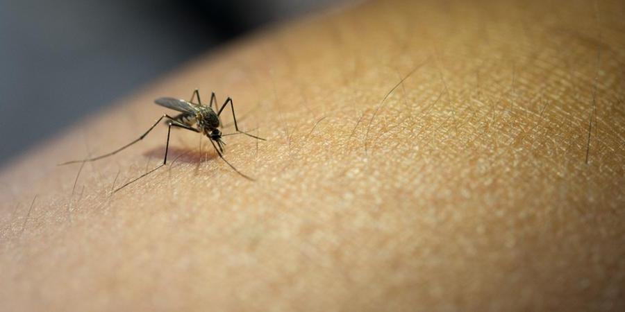 dengue-23875222