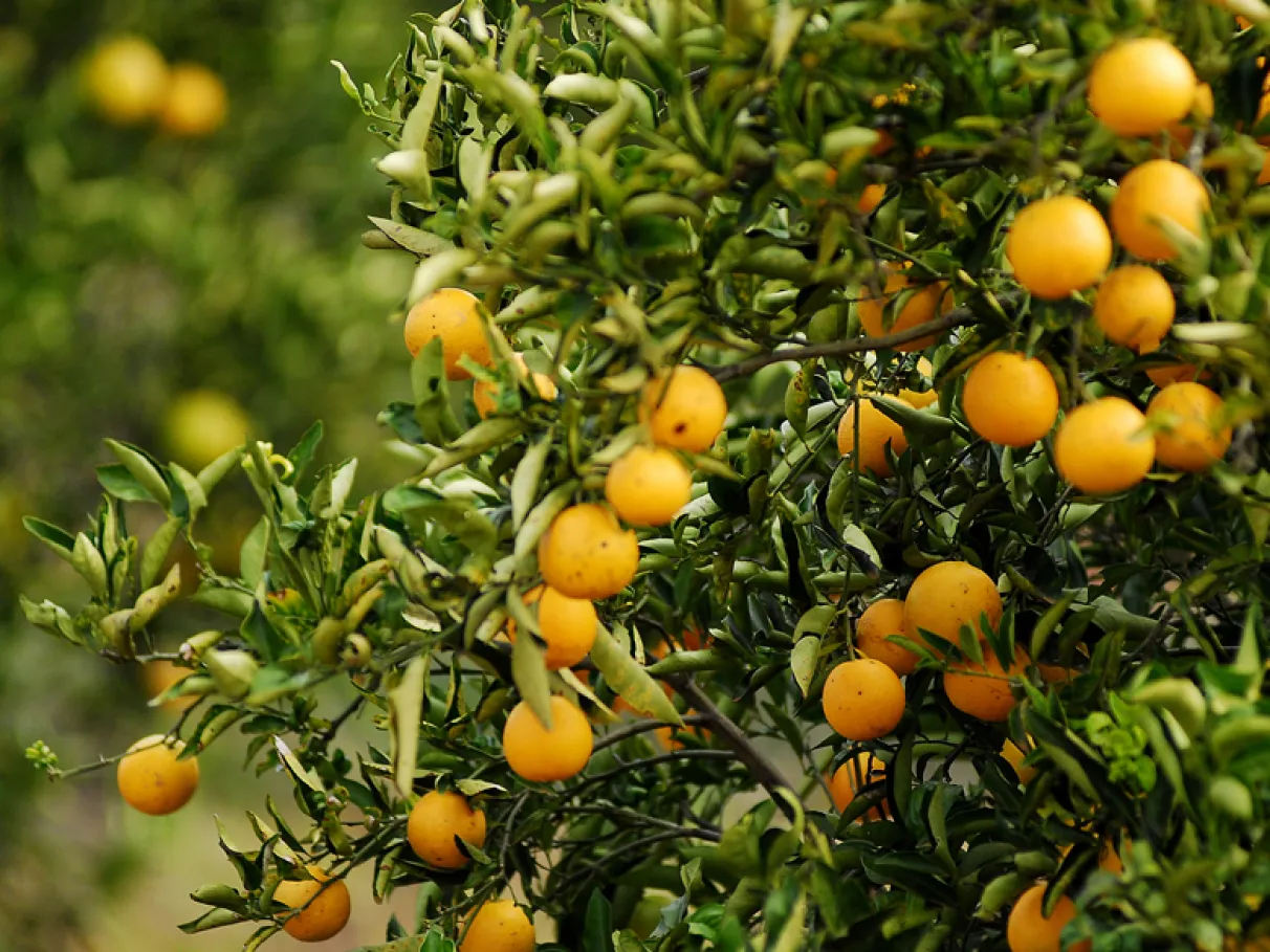 laranja-3258 laranja-3258