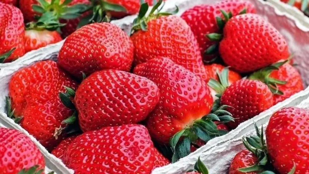 morango-329525 morango-329525