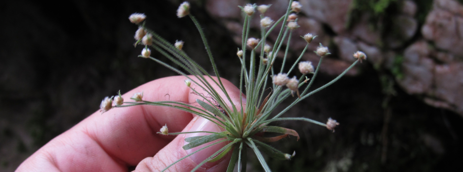 A_sempre-viva-mínima_foto_Paulo_Gonella_(1) A_sempre-viva-mínima_foto_Paulo_Gonella_(1)