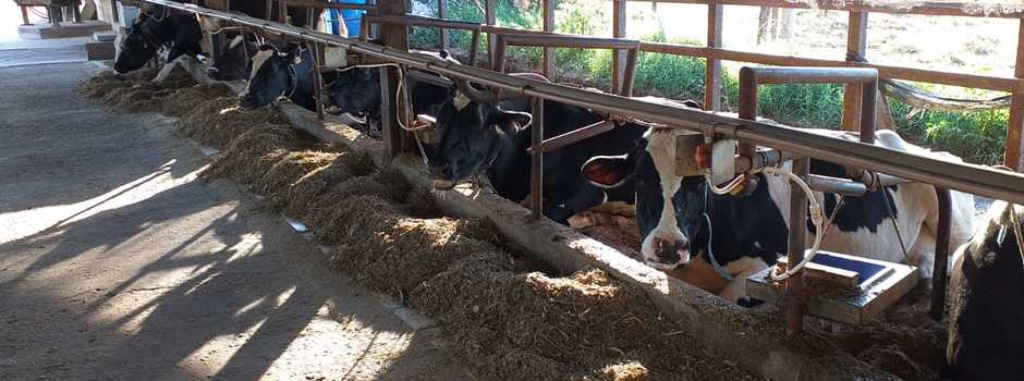 Animais_em_dieta_com_suplementação._Foto._Rayana_Brito Animais_em_dieta_com_suplementação._Foto._Rayana_Brito