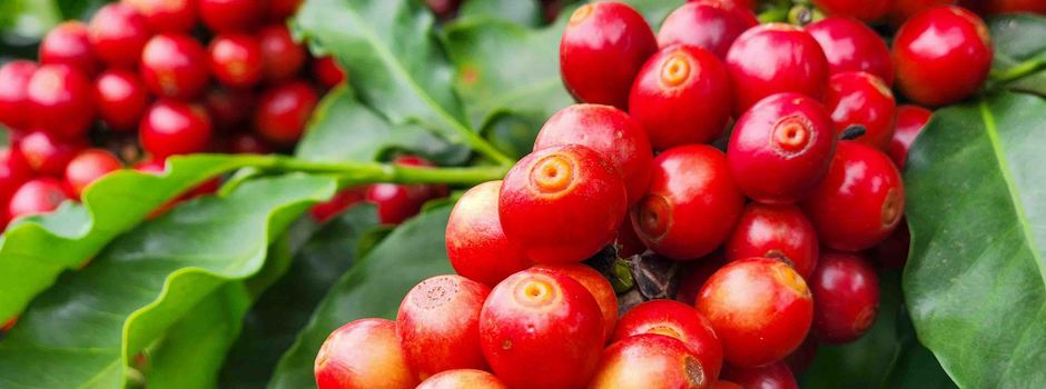 Café__Lavoura_-_Diego_Vargas_(35)