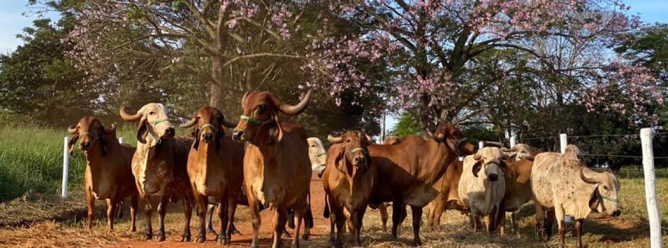 Foto_Hebert_Filho._Divulgação_EPAMIG