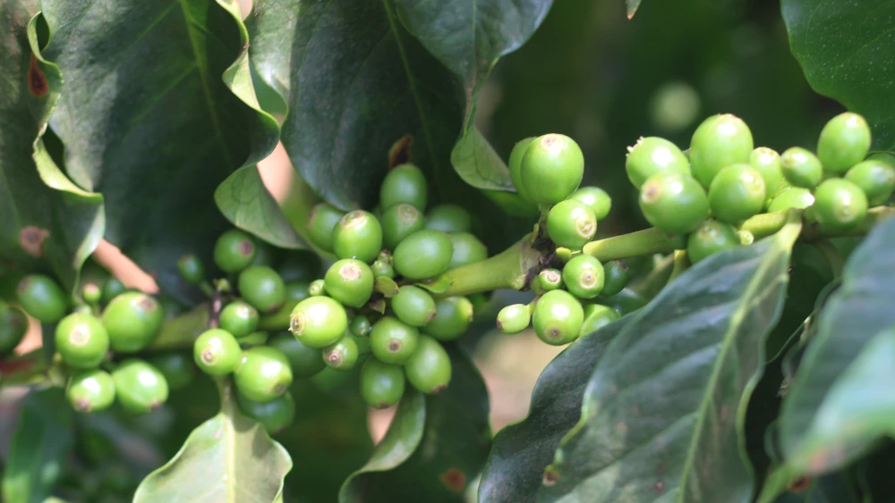 coffee-cafe-cafeicultura-23589