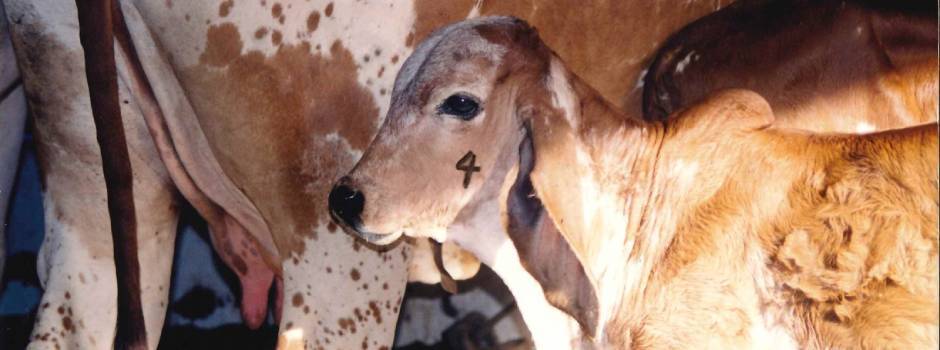 fotoacervodoIMA-vacinaçãobrucelose_(1) fotoacervodoIMA-vacinaçãobrucelose_(1)