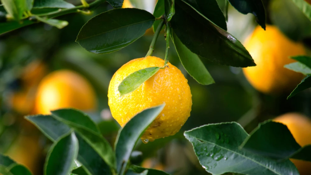 laranja-42358 laranja-42358