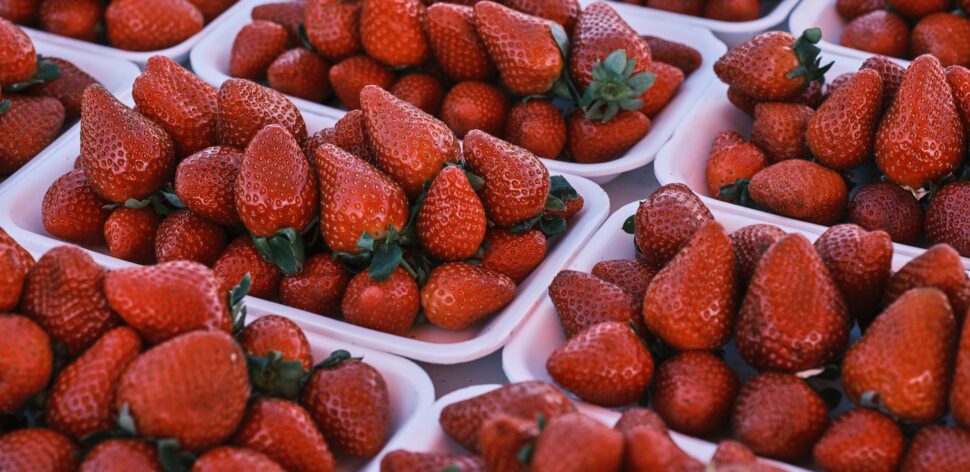 morango-e-memoria-970x472