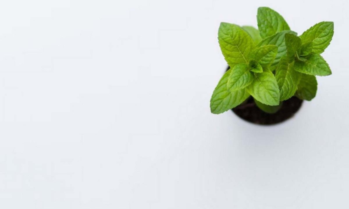 1_manjericao-39321506