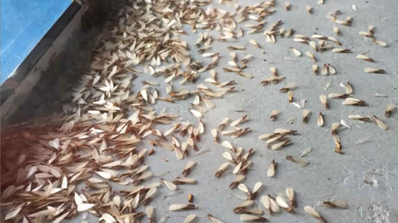 04-11-21-infestacao-de-aleluias-em-joao-pinheiro