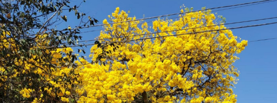 Primavera_(Paula_Souza) Primavera_(Paula_Souza)