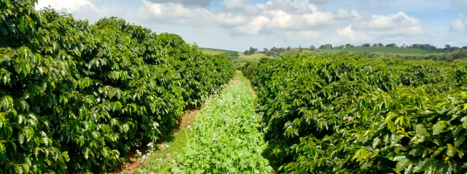 cafe-cafezal-cafeicultura-campo-3 cafe-cafezal-cafeicultura-campo-3