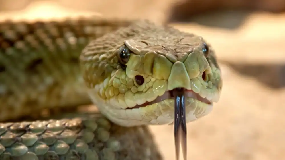 cobra-2592 cobra-2592