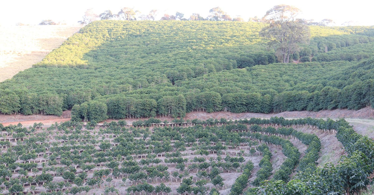 seca-cafe-3 seca-cafe-3