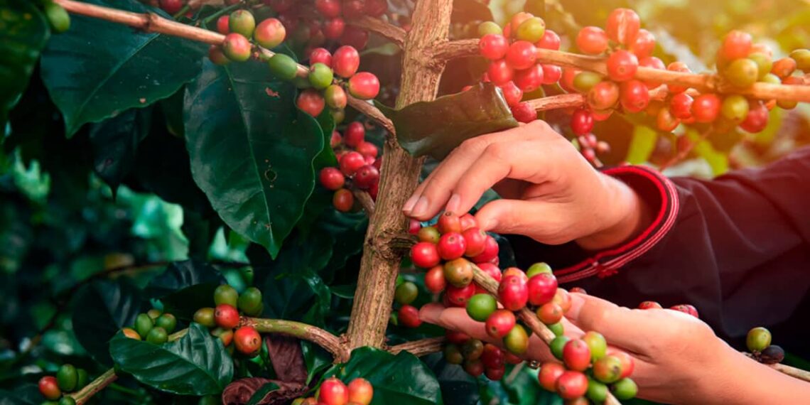 coffee-cafe-graos-1140x570 coffee-cafe-graos-1140x570