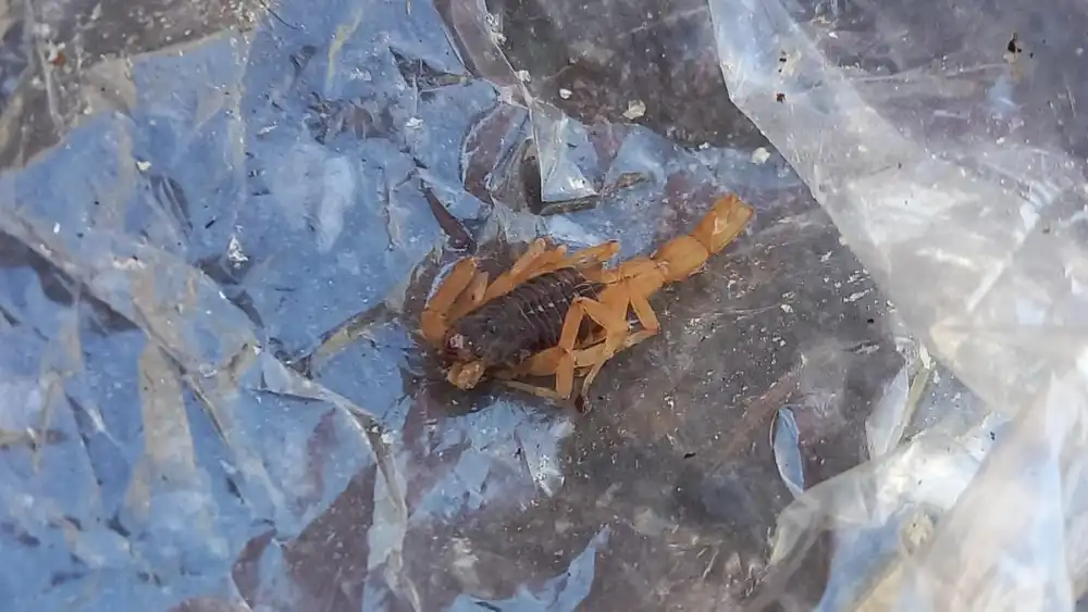 escorpiao-6438 escorpiao-6438