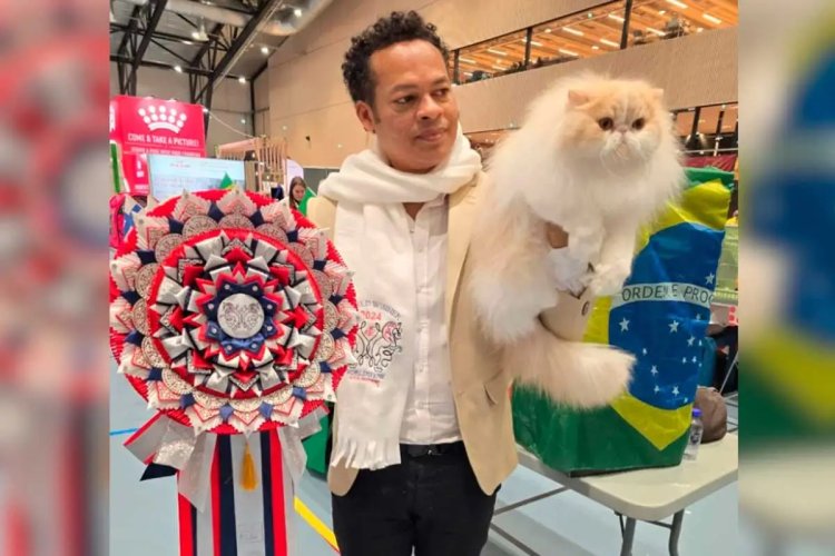 Gato mineiro vence concurso mundial Gato mineiro vence concurso mundial