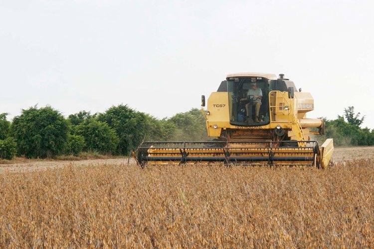 Clima favorece safra mineira Clima favorece safra mineira