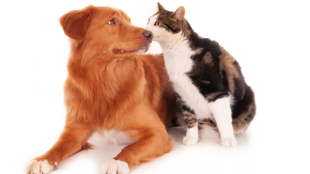 animais-cachorro-cao-gato-52