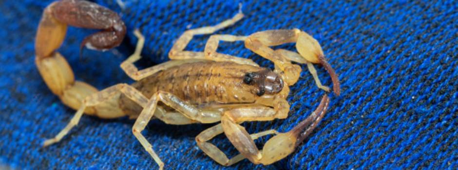 escorpiao_2_arquivo_Fhemig_(1)