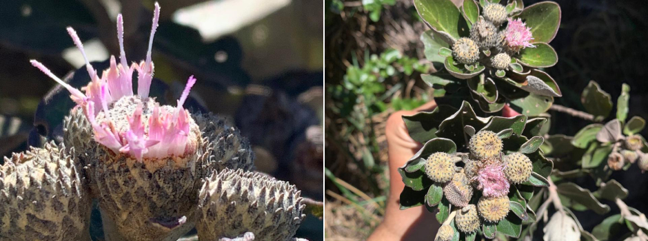 NovaPlanta001 NovaPlanta001