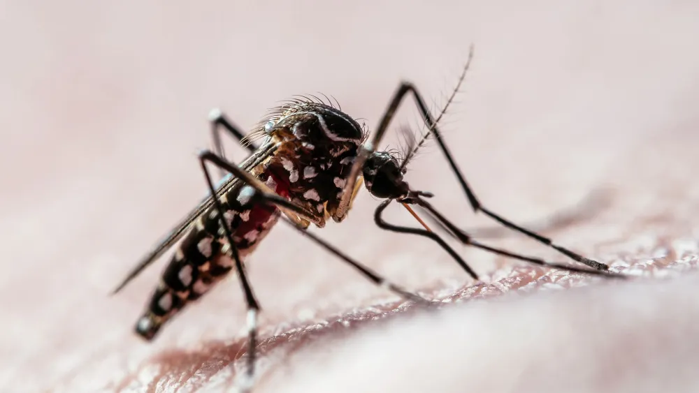 aedes-dengue-febre-amarela-34