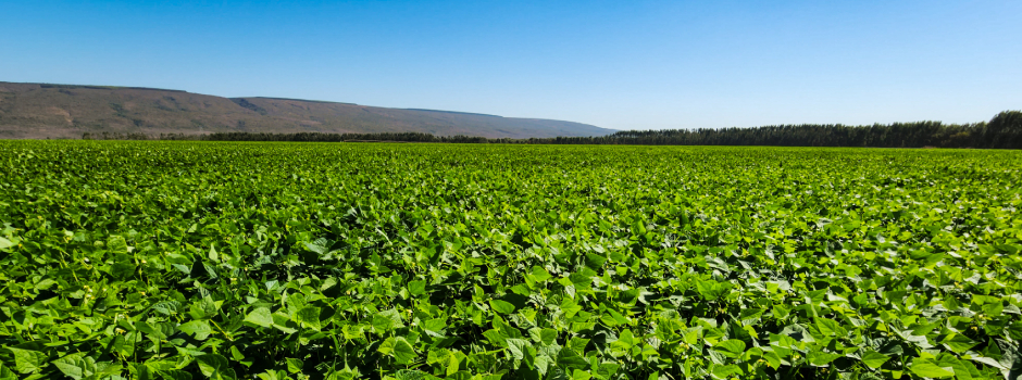 campo-safra-graos-agro-3258 campo-safra-graos-agro-3258