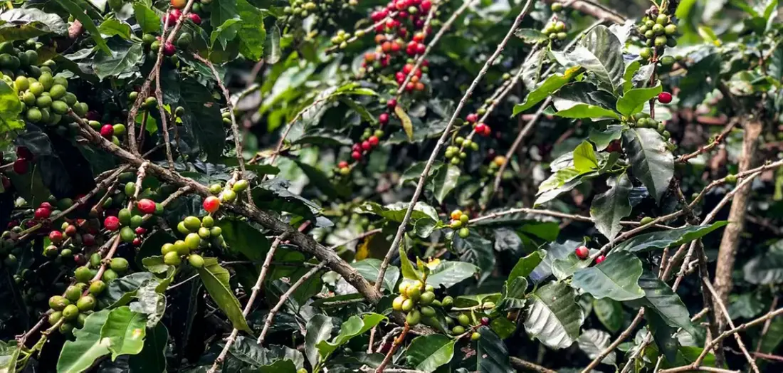 coffee-cafe-6be2197c3d673